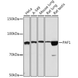 PAF1 Rabbit mAb