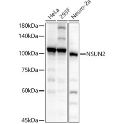 NSUN2 Rabbit pAb