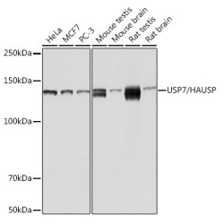 USP7/HAUSP Rabbit mAb