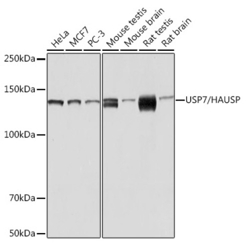 USP7/HAUSP Rabbit mAb