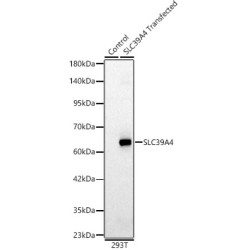 SLC39A4 Rabbit pAb