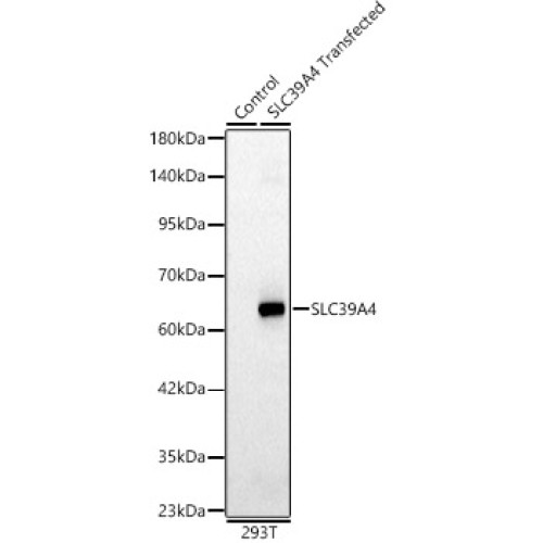 SLC39A4 Rabbit pAb