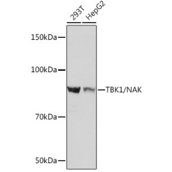 [KO Validated] TBK1/NAK Rabbit mAb