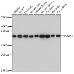 PSMA1 Rabbit mAb