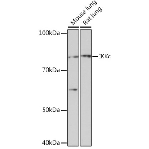 IKKε Rabbit mAb