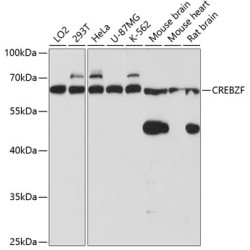 CREBZF Rabbit pAb