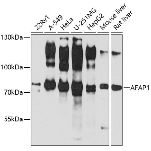 AFAP1 Rabbit pAb