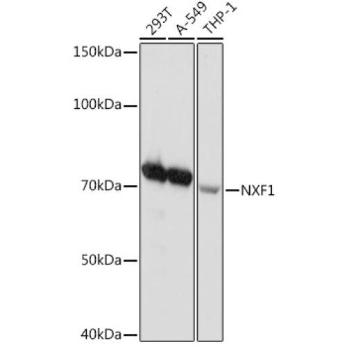 NXF1 Rabbit mAb
