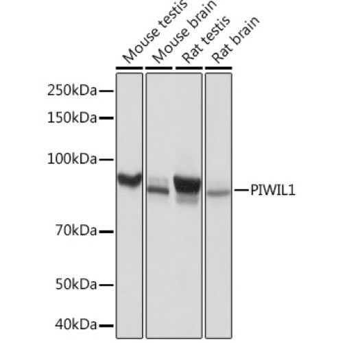 PIWIL1 Rabbit mAb