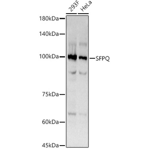 SFPQ Rabbit mAb