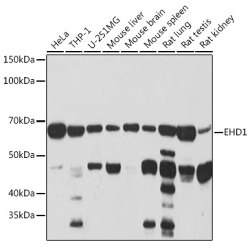 EHD1 Rabbit mAb