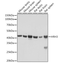 HRH3 Rabbit mAb