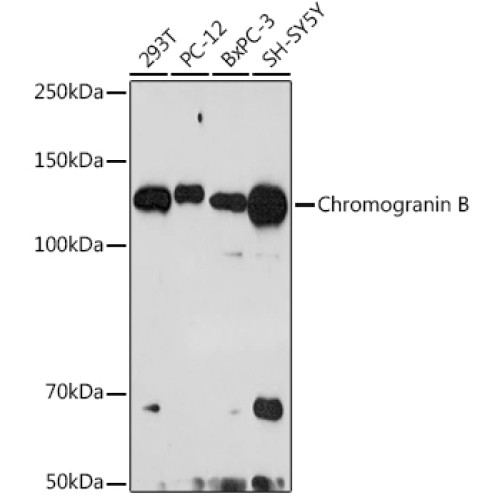 Chromogranin B Rabbit mAb
