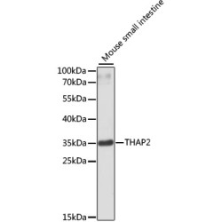 THAP2 Rabbit pAb