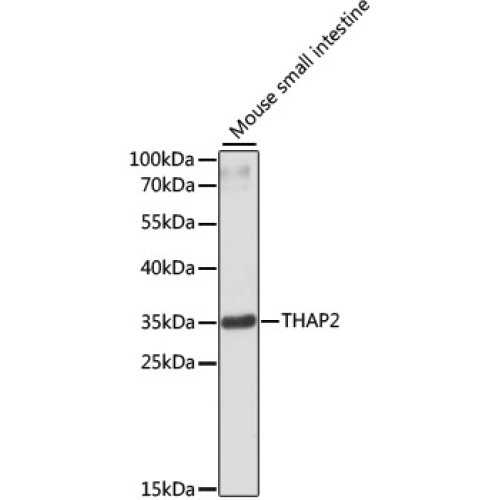THAP2 Rabbit pAb