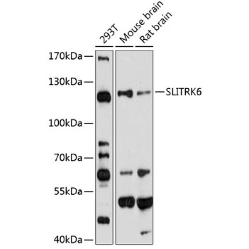 SLITRK6 Rabbit pAb