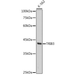 TRIB3 Rabbit mAb