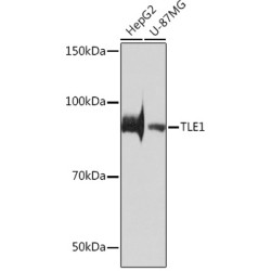 TLE1 Rabbit mAb