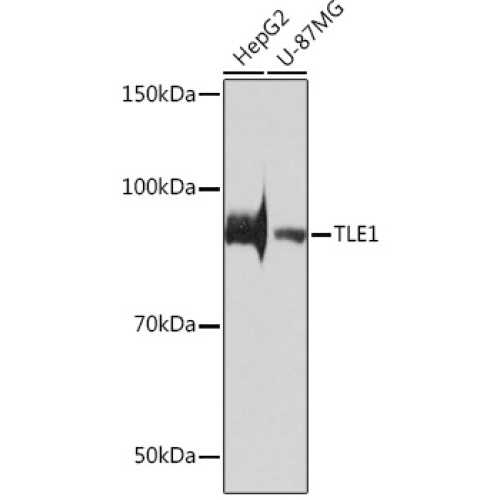 TLE1 Rabbit mAb