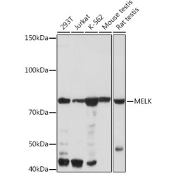 MELK Rabbit mAb