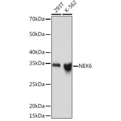 NEK6 Rabbit mAb