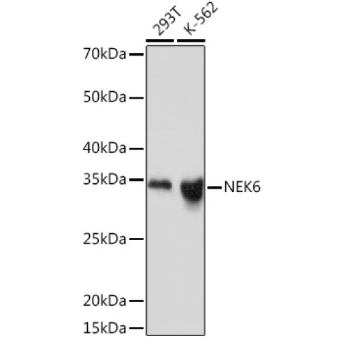NEK6 Rabbit mAb