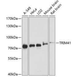 TRIM41 Rabbit pAb