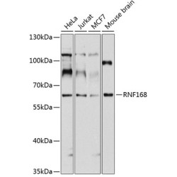 RNF168 Rabbit pAb