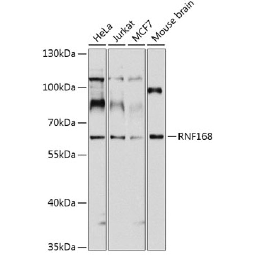 RNF168 Rabbit pAb