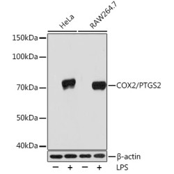 COX2/PTGS2 Rabbit mAb