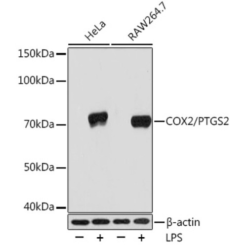 COX2/PTGS2 Rabbit mAb