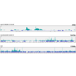 Ikaros Rabbit mAb
