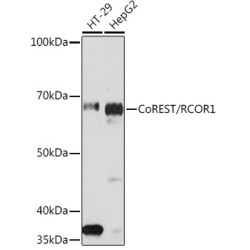 CoREST/RCOR1 Rabbit mAb