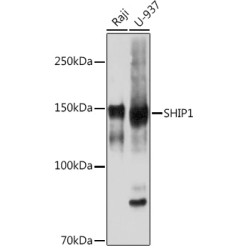 SHIP1 Rabbit mAb