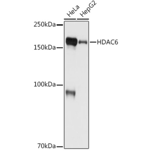 HDAC6 Rabbit mAb