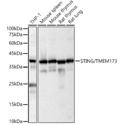 STING/TMEM173 Rabbit pAb