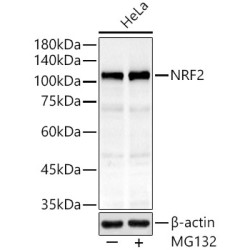 [KO Validated] NRF2 Rabbit mAb