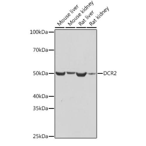 DCR2 Rabbit mAb