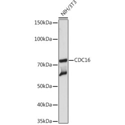 CDC16 Rabbit mAb