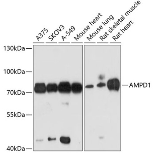 AMPD1 Rabbit pAb