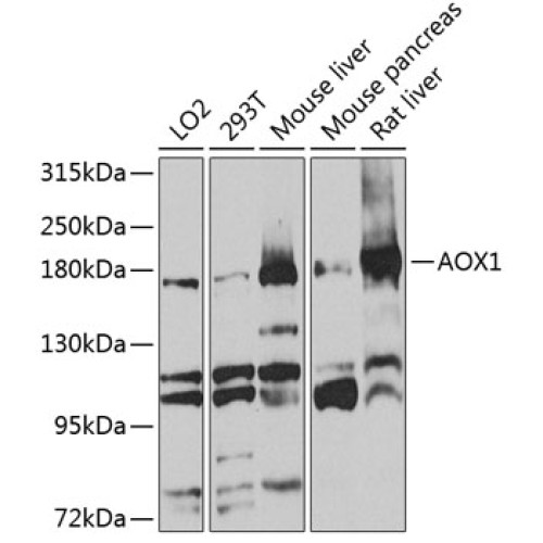 AOX1 Rabbit pAb