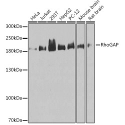 RhoGAP Rabbit pAb