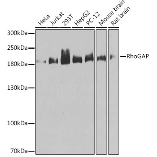 RhoGAP Rabbit pAb