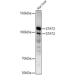 [KD Validated] STAT2 Rabbit mAb