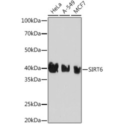 [KD Validated] SIRT6 Rabbit mAb