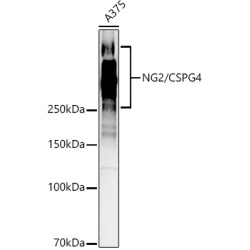 [KO Validated] NG2/CSPG4 Rabbit pAb