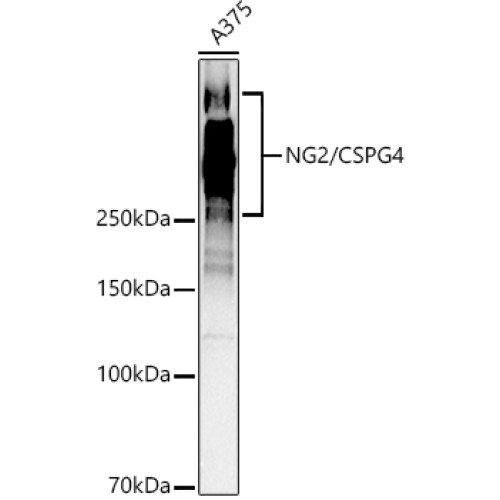 [KO Validated] NG2/CSPG4 Rabbit pAb