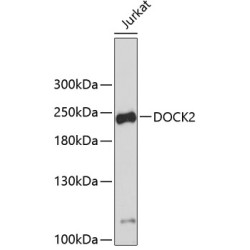 DOCK2 Rabbit pAb