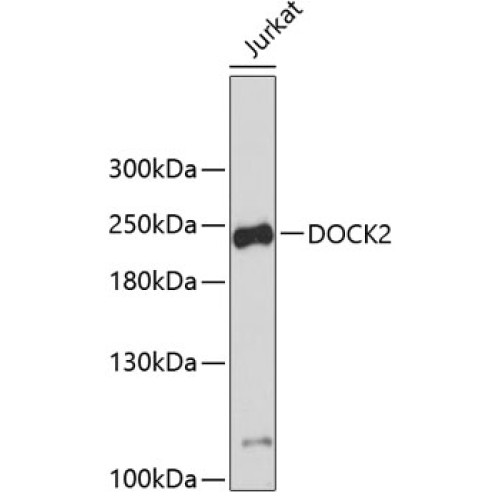 DOCK2 Rabbit pAb