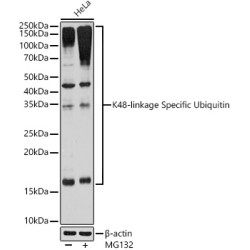 K48-linkage Specific Ubiquitin Rabbit mAb